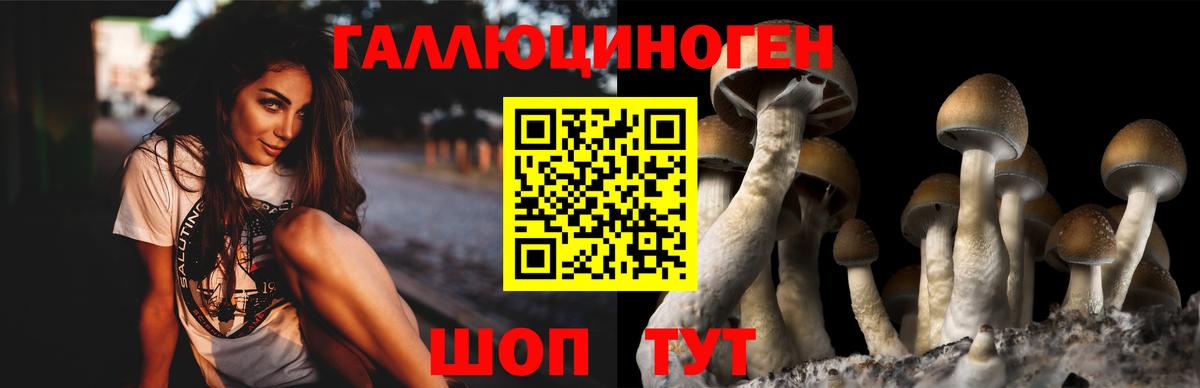 Псилоцибиновые грибы Psilocybe Избербаш